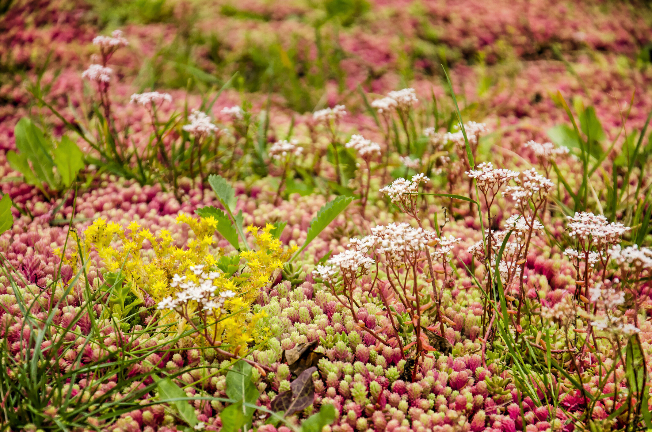How blue green roofs can help developers to achieve biodiversity net gain